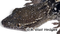 Image of Aristelliger lar