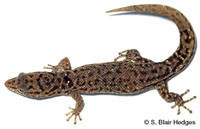 Image of Sphaerodactylus altavelensis