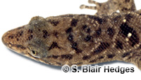 Image of Sphaerodactylus altavelensis
