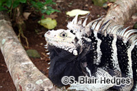 Image of Iguana insularis