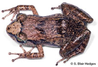 Image of Eleutherodactylus johnstonei