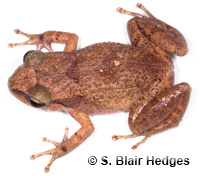 Image of Eleutherodactylus johnstonei