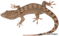 Image of Aristelliger praesignis