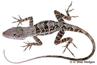 Image of Anolis lineatopus