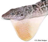 Image of Anolis lineatopus
