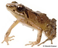 Image of Allobates chalcopis