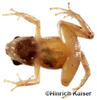 Image of Allobates chalcopis
