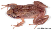 Image of Eleutherodactylus martinicensis
