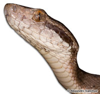 Image of Bothrops caribbaeus