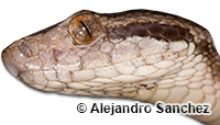 Image of Bothrops caribbaeus