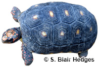 Image of Chelonoidis carbonarius
