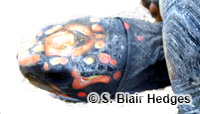 Image of Chelonoidis carbonarius