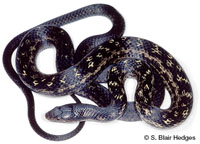 Image of Alsophis manselli