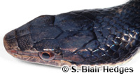 Image of Alsophis manselli
