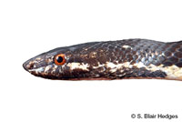 Image of Alsophis sibonius