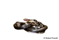 Image of Alsophis sibonius