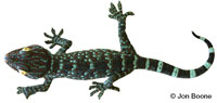 Image of Gekko gecko