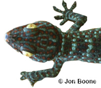 Image of Gekko gecko