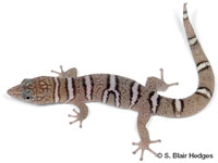 Image of Sphaerodactylus elegantulus