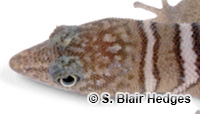 Image of Sphaerodactylus elegantulus