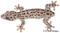 Image of Thecadactylus rapicauda