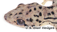 Image of Thecadactylus rapicauda
