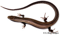 Image of Gymnophthalmus pleii