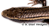 Image of Gymnophthalmus pleii