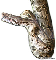 Image of Boa orophias