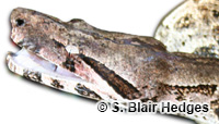 Image of Boa orophias