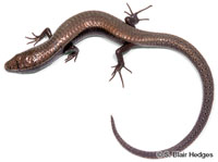 Image of Gymnophthalmus underwoodi