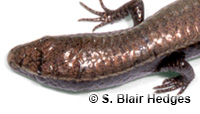 Image of Gymnophthalmus underwoodi