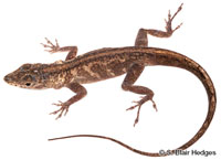Image of Anolis aeneus