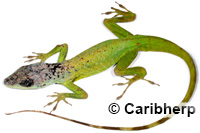 Image of Anolis extremus