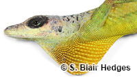Image of Anolis extremus