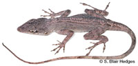 Image of Anolis gingivinus