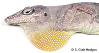 Image of Anolis gingivinus