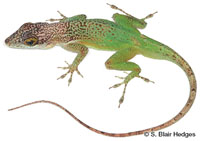 Image of Anolis leachii
