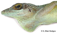 Image of Anolis leachii
