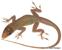 Image of Anolis luciae