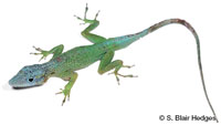 Image of Anolis marmoratus