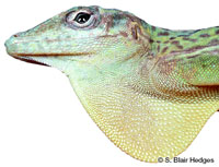 Image of Anolis marmoratus