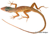 Image of Anolis pogus