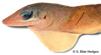 Image of Anolis pogus