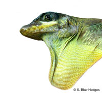 Image of Anolis richardii