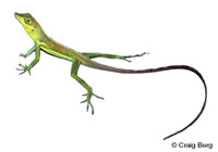 Image of Anolis richardii