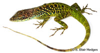 Image of Anolis roquet