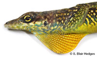 Image of Anolis roquet