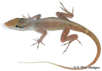 Image of Anolis wattsi