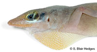 Image of Anolis wattsi